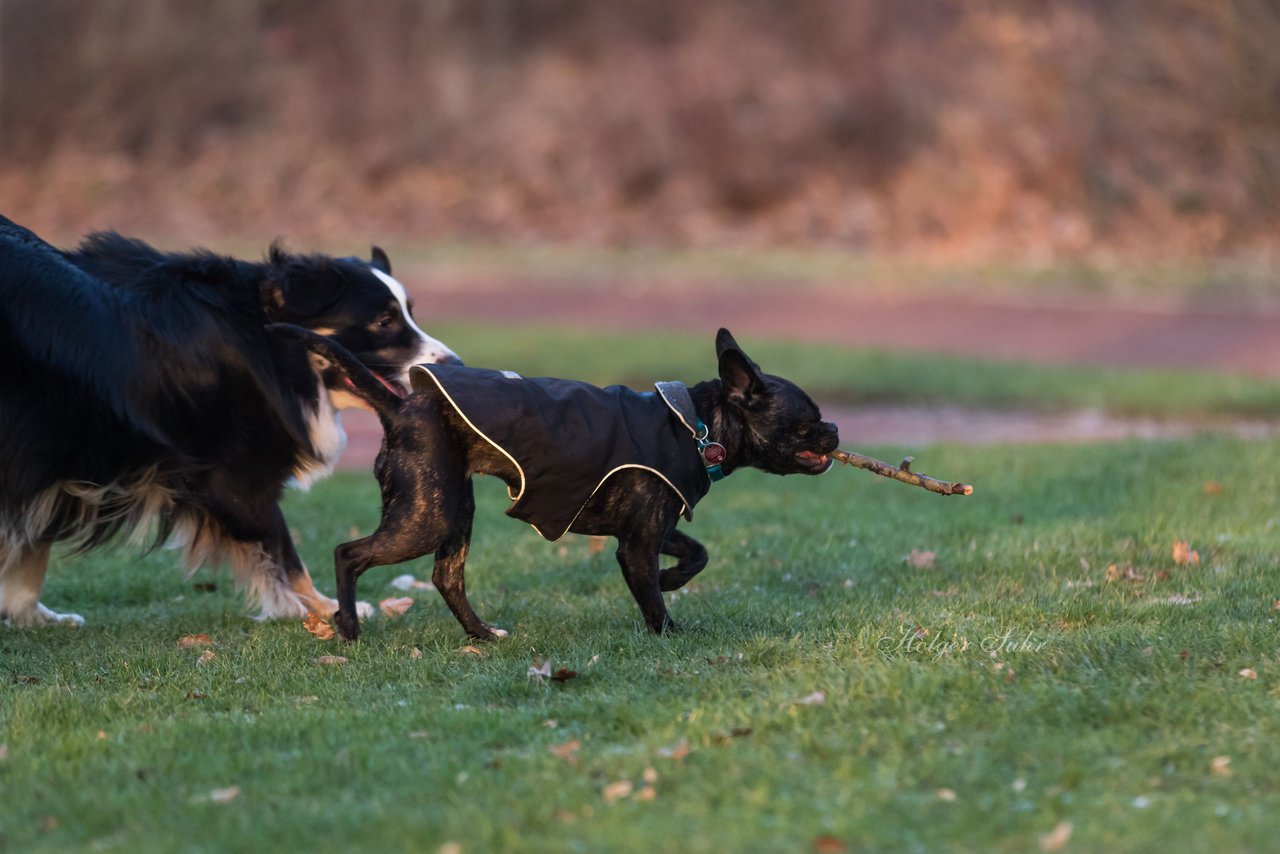 Bild 29 - Hundeshooting